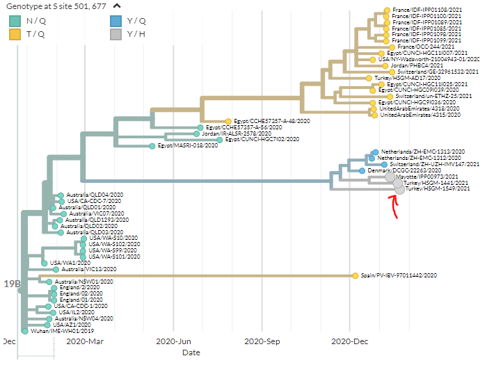 Another interesting example is in a 19B 're-emerging' cluster. (Read more about these here:  https://twitter.com/firefoxx66/status/1357761931348688896)In a 19B cluster with S:N501Y, we see some of these also have S:Q677H (in grey below)See them on the 501 build here:  https://nextstrain.org/groups/neherlab/ncov/S.N501?c=gt-S_501,677&label=clade:19B&p=grid&r=country12/17