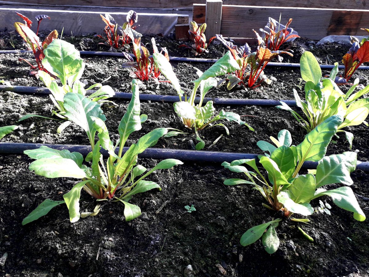 wolvelanecentre's tweet photo. We have winter leaves growing for @cropdrop and Ottolenghi - although with this cold weather they’re growing very slowly. On top of this, our growers are busy crop planning and seed sowing is about to commence!
#growing #community #wolveslane #enterprise #gardening #supportlocal https://t.co/TNBrlj1Xdg
