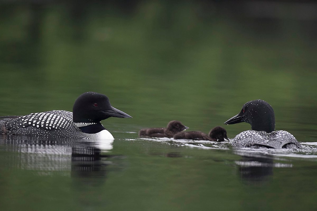 TWC_Wildlife's tweet photo. Happy #FamilyDay! #DidYouKnow #CommonLoons carry their young on their backs to protect them from predators and help them conserve energy? Both parents raise their young together. After spring migration, the mates will reconnect to raise another brood. Now that’s teamwork! https://t.co/0WHKxUQN7l