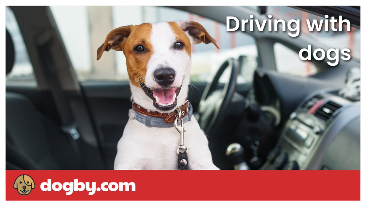 DogbyDogs's tweet photo. Not sure what the rules are when driving with your dog in the car? Check out our latest article to find out the legal requirements you need to meet when you have a canine passenger. 

Article here: https://t.co/NrwwQRtw2S https://t.co/uNQRniS8GZ