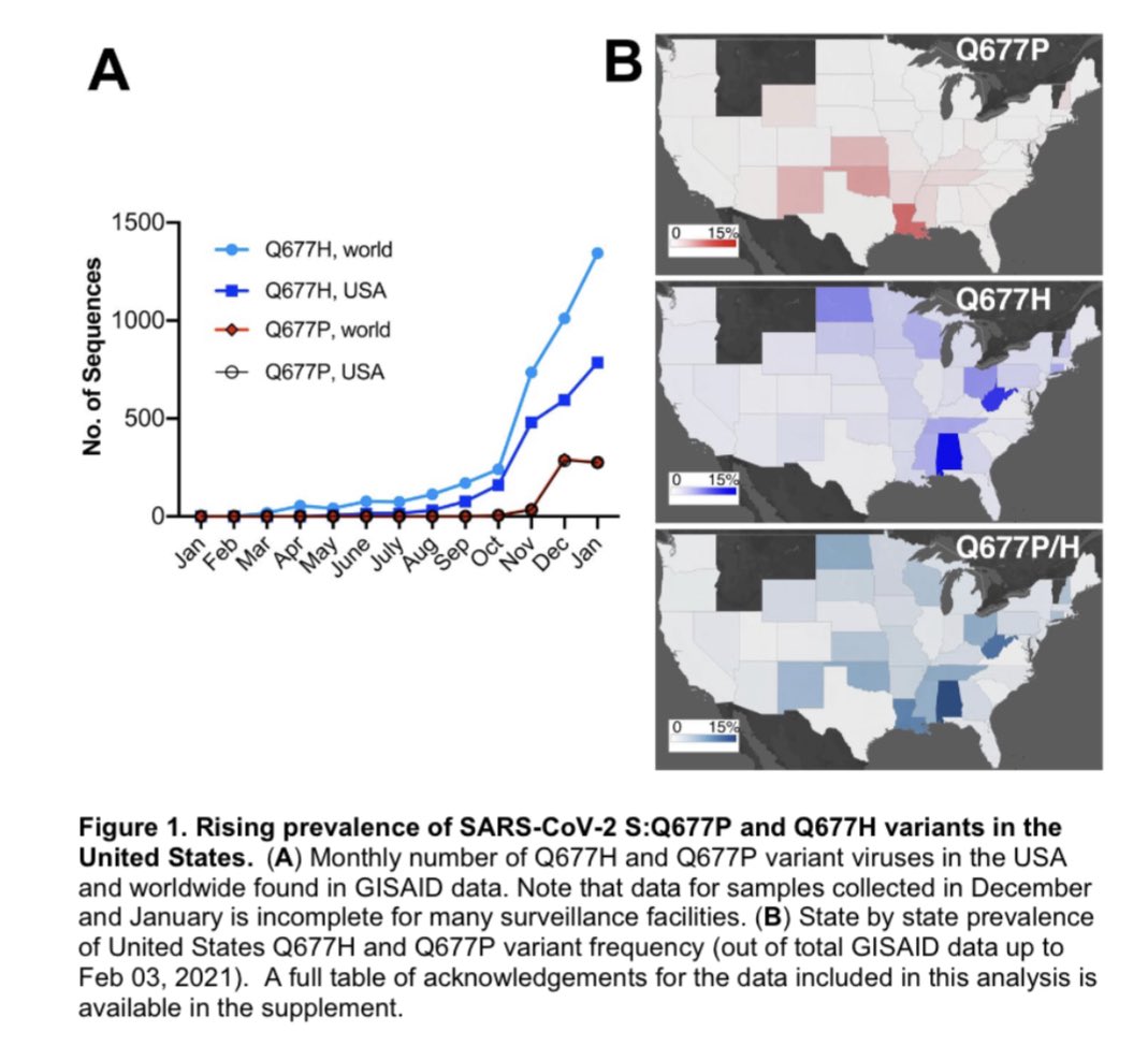 2) It’s been circulating for a few months, but because of poor genomic surveillance in the US, it took a while to realize it’s becoming a problem and growing across the US. We barely do 1% sequencing in the US.  https://www.medrxiv.org/content/10.1101/2021.02.12.21251658v1