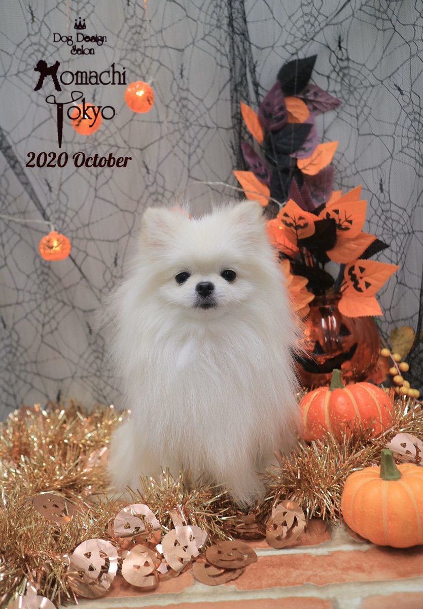 ぽーちゃん のぽめったー 少し前のぽーさん 宣材写真 きちんと おしとやかにしてるイヌ ポメラニアン 犬好きさんと繋がりたい 犬との暮らし 写真集 ぽーちゃん のぽめったー 少し前のぽーさん 宣材写真 きちんと おしとやかにしてるイヌ ポメラニアン 犬好きさんと繋がりたい 犬との暮らし 写真集