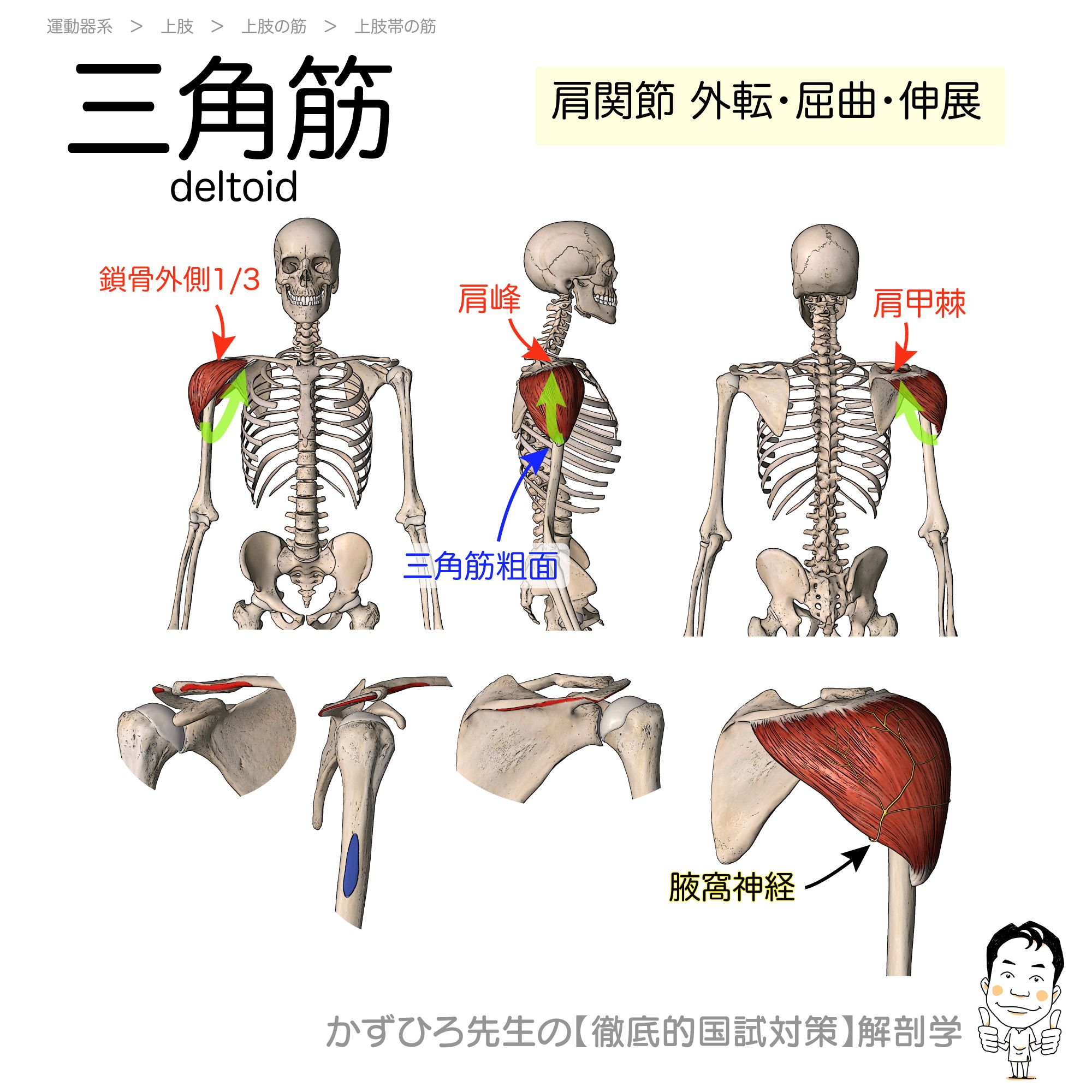 黒澤一弘（かずひろ）解剖学IT教育・指圧師・ラダック on X
