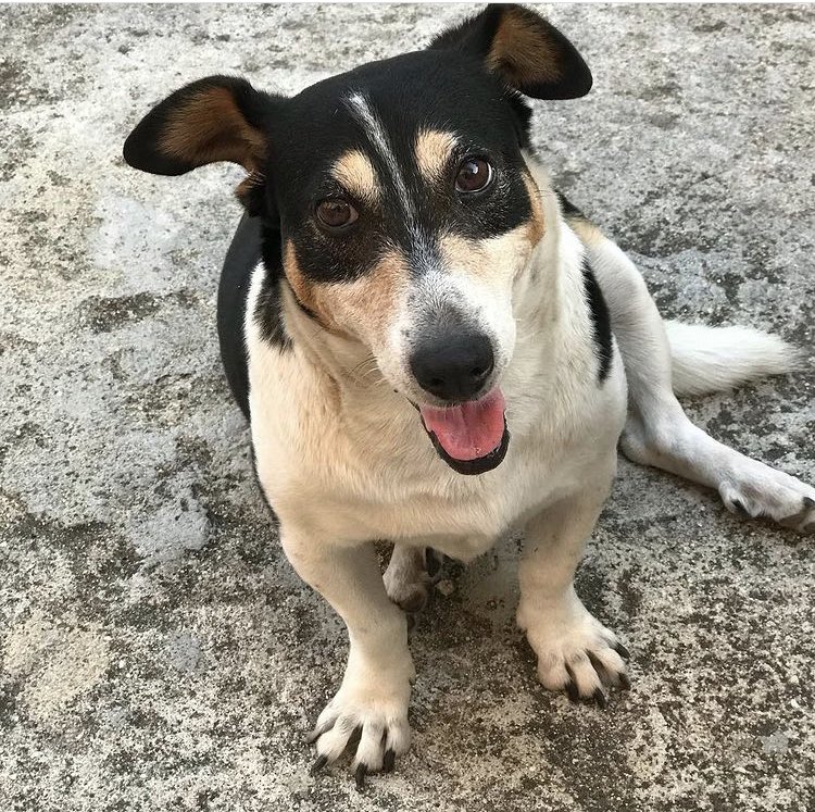 redavola's tweet photo. Oggi è una giornata triste , è morta una delle mie migliori Amiche, avvelenata da Umanoidi senza scrupoli , Lessy ti amerò per sempre 😢💔 https://t.co/dNtd0Oe1Vu
