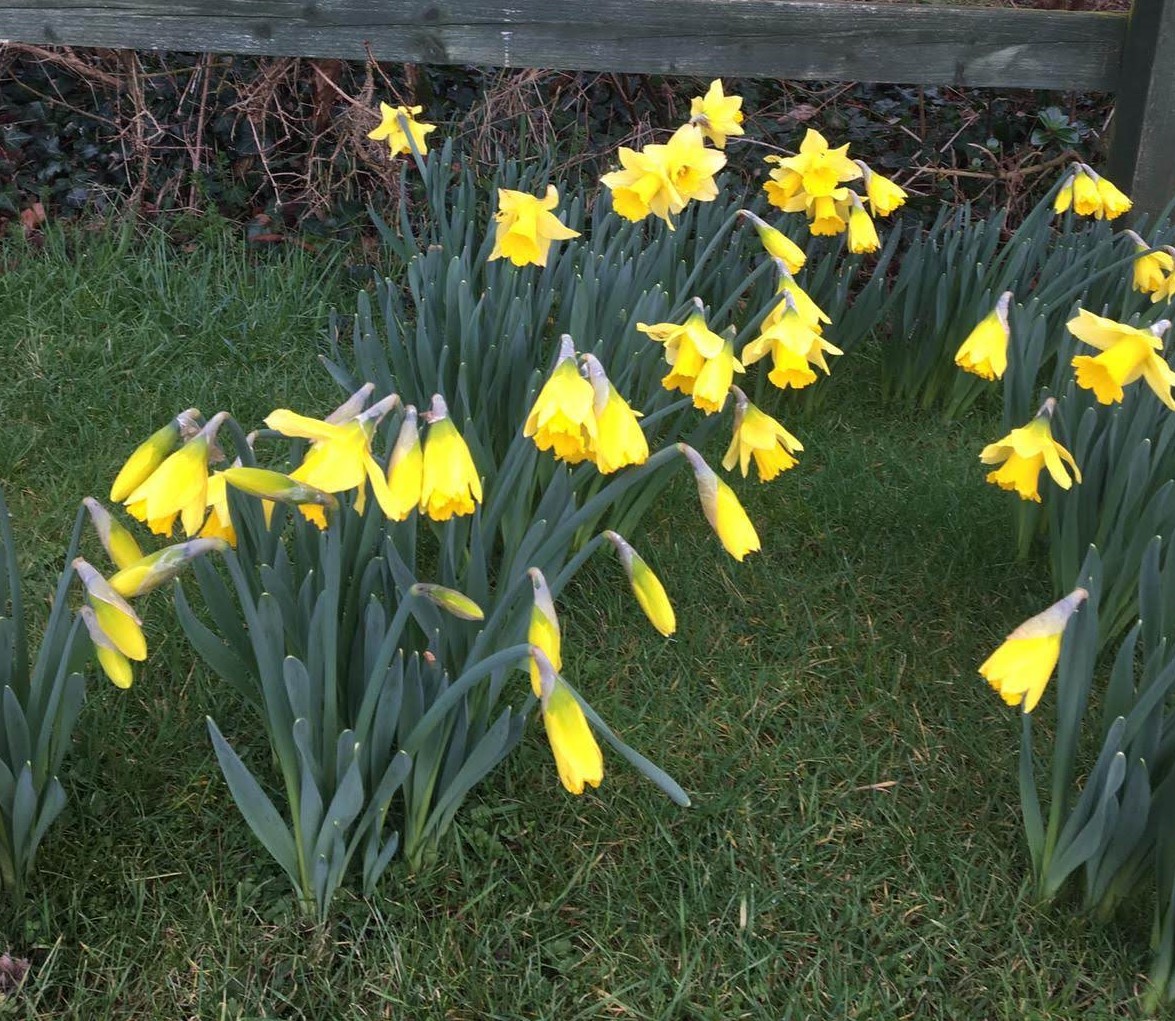 Almost a year since we first went into National Lockdown, who would’ve believed it ??? 
Great news that the R number is going down and vaccinations are increasing at a phenomenal rate. Dare we hope that The New Park Centre will be open again before Easter?