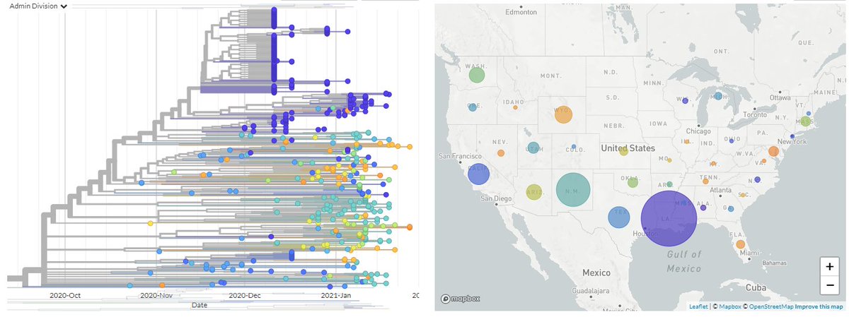 Finally, I couldn't finish without 1 more nice  @nextstrain tree - a zoom in on Pelican (S:Q677P) & where it's found across the US. Pelican kicked all of this off by appearing on the radar of  @DDomman &  @macroliter!See on the Q677 build here:  https://nextstrain.org/groups/neherlab/ncov/S.Q677/2020-02-04?c=division&f_country=USA&label=mlabel:20G/A23592C17/17