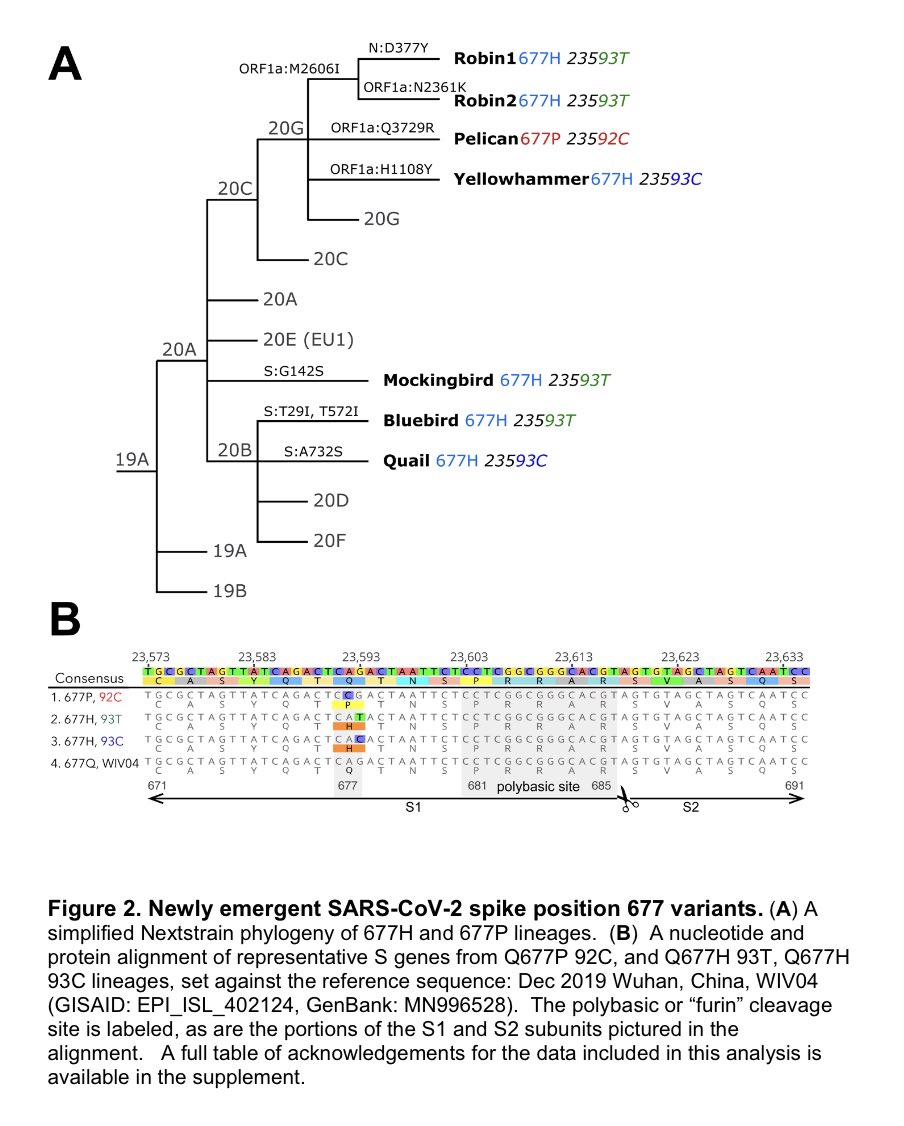 12) Back to the new 7 mutations that alter the 677th amino acid in the spike protein— @firefoxx66 smartly nicknamed them with bird names instead of calling some a Louisiana or Florida variant. GOOD IDEA ! We don’t really want geographic stigma.