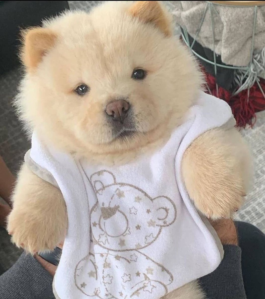 LocalPetService's tweet image. How cute is this adorable baby chow🥰🥺💓
.
Share your friends who need to see this cutie
.
Like👍💓
Comment📝
Share 🖇
.
Follow 👉@local_pet_service
Follow 👉@local_pet_service
.
#chowchow #babydog #puppygirl #dogsoftwitter #petcute #cutemoments #chochowlovers