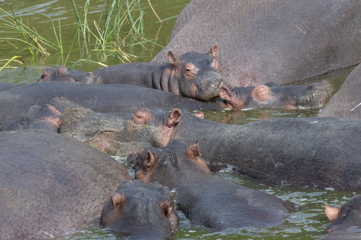 MicSafaris's tweet photo. Hippopotamuses love water and spend up to 16 hours a day submerged in rivers and lakes to keep their massive bodies cool under the hot African sun.1/2 

📷 Photo credit: Francois Galland

#VisitUganda #wildlife #naturelovers #nature  #wildlifephotography #QueenElizabethNP https://t.co/Gyb8z9AMqV