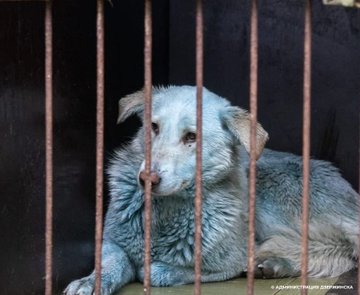 Câini cu blana albastră au fost descoperiţi în Rusia! Despre ce e vorba? -  Secretele lui Lovendal