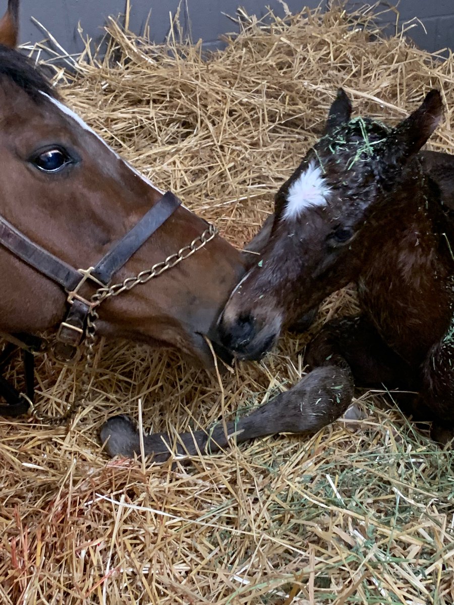 DJFiske's tweet image. So, Saturday night, being the anniversary of her own birth, #UNTAPABLE decided she’d give herself a birthday present. A very nice #GunRunner ( @Three_Chimneys ) colt.