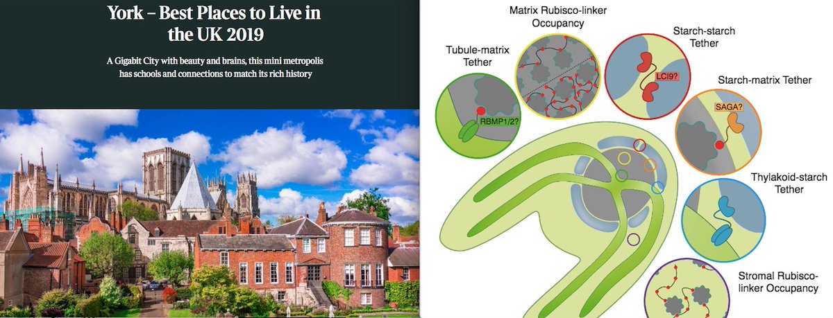 Luke Mackinder (@mackinderlab) on Twitter photo POSTDOC position. Working on the molecular basis of efficient CO2 fixation in algae and its transfer to plants. Please RT: tinyurl.com/mf1glx8h #pyrenoid #photosynthesis #LLPS #CCM <a href="/Algae_UK/">Algae-UK</a> <a href="/ChlamyMeeting/">Chlamy Meeting</a> @plantbiology <a href="/plantsciences/">Plant Biology</a> <a href="/JonikasLab/">Martin Jonikas</a> <a href="/McCormick_Lab/">McCormick Lab</a> <a href="/BiologyatYork/">Biology at York</a> POSTDOC position. Working on the molecular basis of efficient CO2 fixation in algae and its transfer to plants. Please RT: tinyurl.com/mf1glx8h #pyrenoid #photosynthesis #LLPS #CCM <a href="/Algae_UK/">Algae-UK</a> <a href="/ChlamyMeeting/">Chlamy Meeting</a> @plantbiology <a href="/plantsciences/">Plant Biology</a> <a href="/JonikasLab/">Martin Jonikas</a> <a href="/McCormick_Lab/">McCormick Lab</a> <a href="/BiologyatYork/">Biology at York</a>