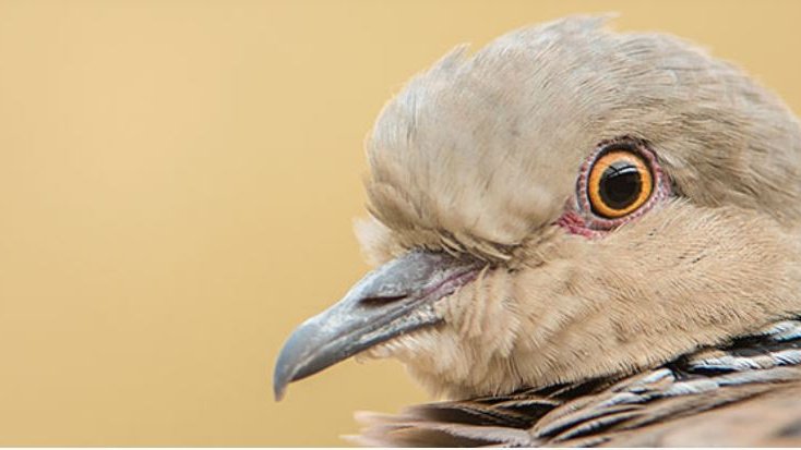 EnTradeUK's tweet photo. Our Turtle Dove #ELMS scheme is now live in the Hadleigh, Dedham Vale and Upper Wensum areas of #Suffolk

Managed by @Natures_Voice the reverse auction will fund turtle dove feeding plots and other habitat improvements

For info visit https://t.co/pX1JVSClPP

#NationalNestboxWeek https://t.co/aH91I4INUJ