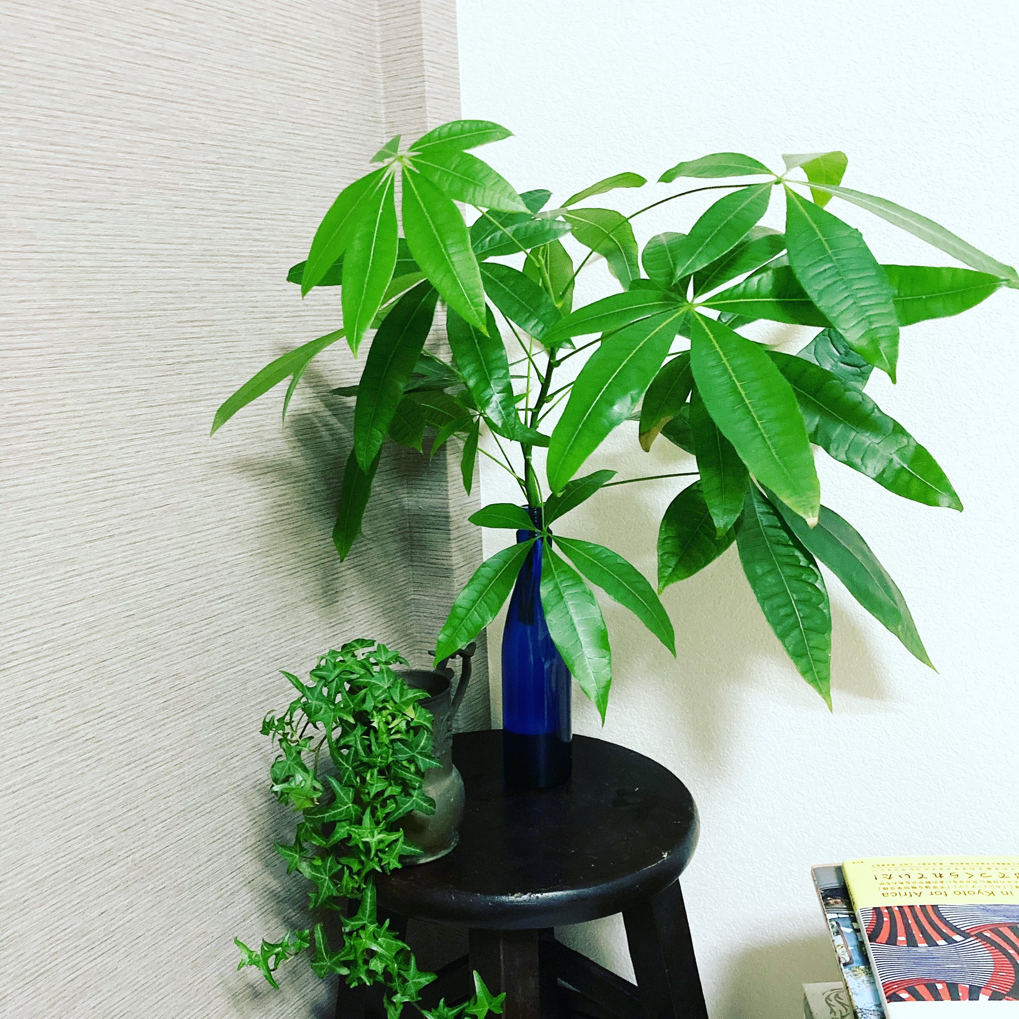 تويتر 植物屋 Asante Ua アサンテ ウウア على تويتر 巨大パキラからもらってきた葉 水挿しでそだてる T Co 74rifvnnqw