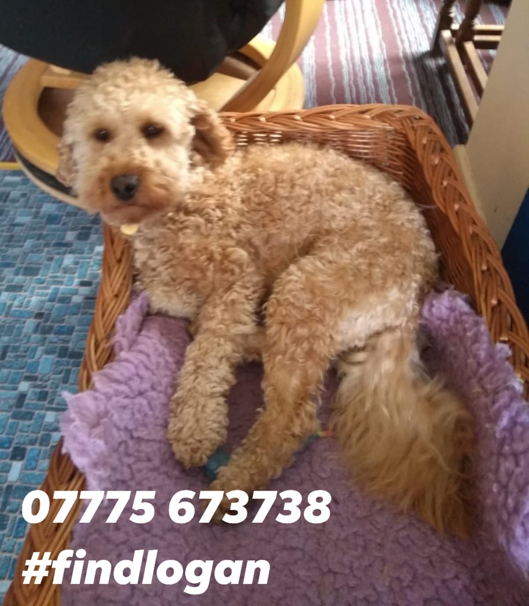 hfmnews's tweet image. Appeal after elderly couple's beloved pet dog was stolen from boarding kennels in North Kilworth - more on Hfm News &amp;amp; here: harboroughfm.co.uk/appeal-after-b…