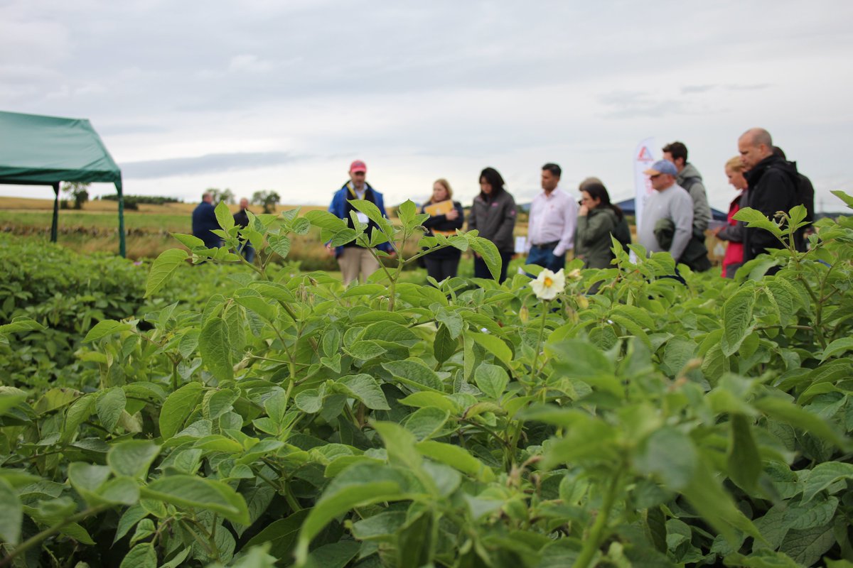 Blackleg_Hub's tweet photo. Despite the situation with COVID and subject to Covid regulations, plans for Potatoes in Practice 2021 are underway for 12th August 2021 8.30-16.30 @JamesHuttonInst. We hope to see you there for more discussions on blackleg disease. Visit https://t.co/zbZW9g0t6E for information. https://t.co/12TkJUv2xT