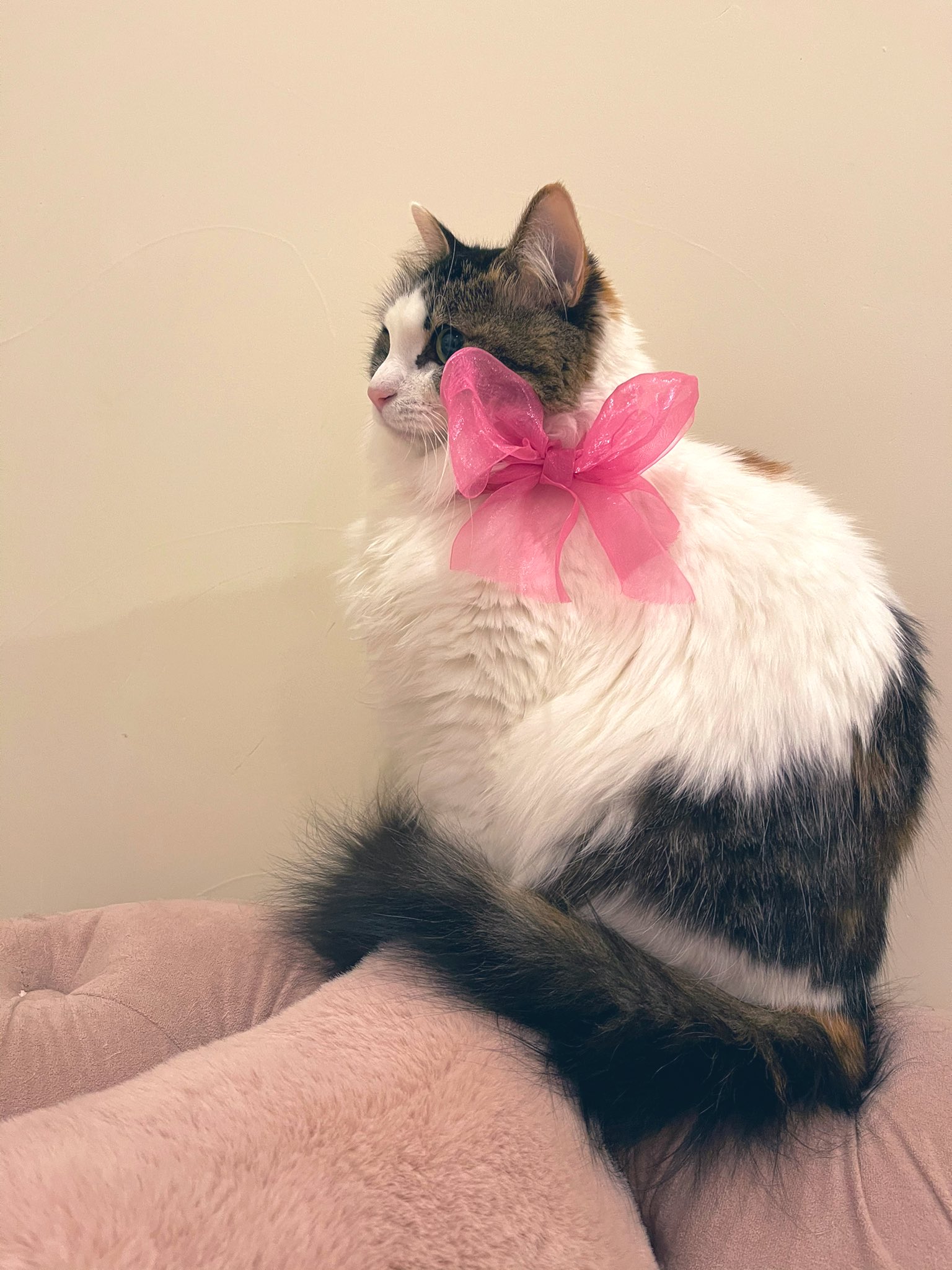 ピンクの猫 Amazon.co.jp: 飯川雄大 コレータークラブ ピンクの猫の小林さん