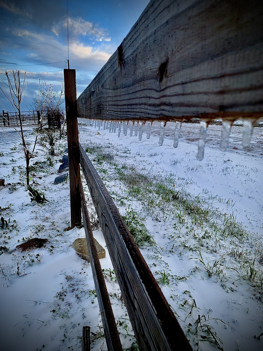 castironwinery's tweet photo. What 12 degrees looks like. #vineyardsnow #snow2021 #txwine #texaswinery #sealytx #austincounty #katytx #katytexas #fulsheartx #texasfun #texastravel https://t.co/osnODH9yNy