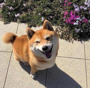 Dogs_MP4's tweet photo. https://t.co/Lyn0LIpfS0