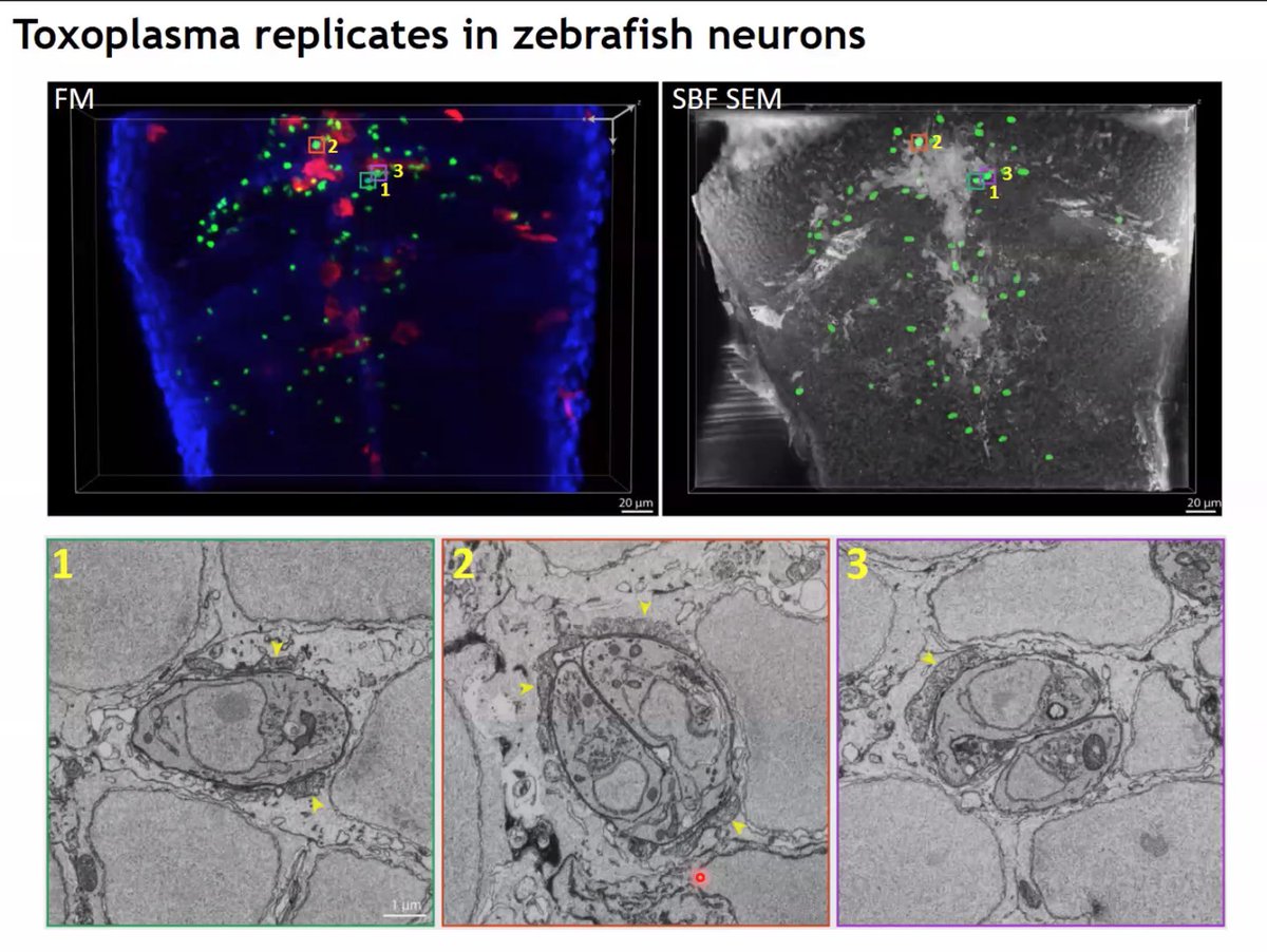 martinjones78's tweet photo. Using #MultimodalMicroscopy to locate and image just 36 Toxoplasma parasites in a whole zebrafish! #NeedleInAHaystack
#ZEISSCorrMic3D https://t.co/1OHZvYFX2b