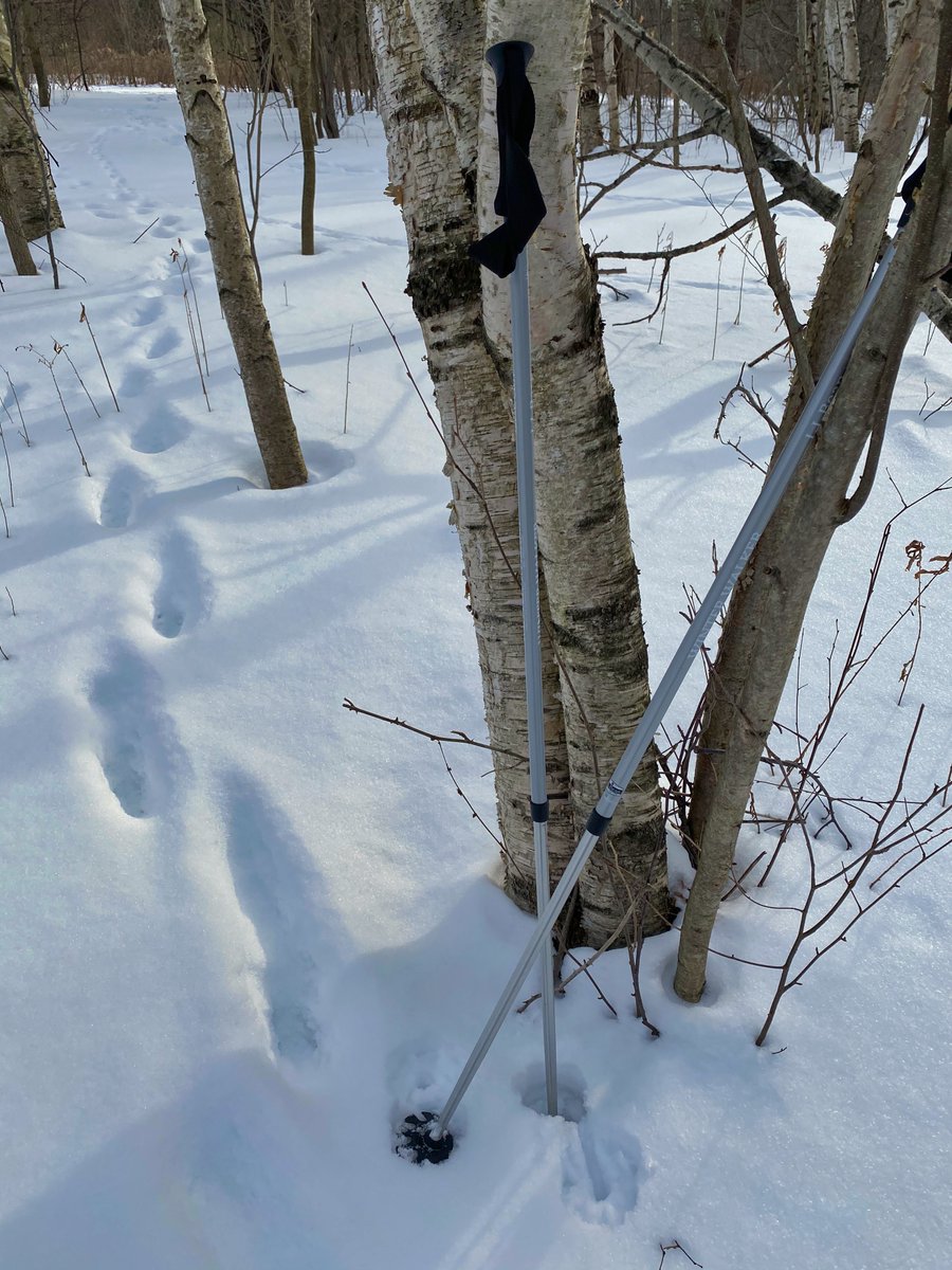 Kaywriter's tweet image. Getting out there before the encroaching storm. #snowshoe #winterbliss