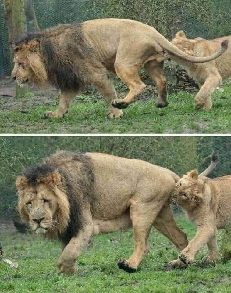 Chroniques225's tweet photo. • Quand les lionnes sont en chaleur, elles font l'amour en une seule journée (20 à 40 fois) et c'est la lionne qui exige de s'accoupler.
Donc, si un mâle est fatigué et qu'il n'en peut plus, elle mord ses testicules, l'exigeant de continuer l'accouplement. 

Le visage du lion 🤣 https://t.co/Lpg28jB6Iq