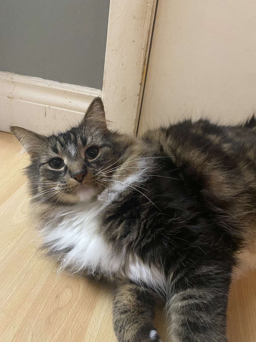 hsh_stuco's tweet photo. To start off the #nlpetsforpositivity challenge at hsh, here are the pets of the stuco exec! send us or tag us in your photos and don’t forget to use the hashtag ❤️☺️ @HolySpiritHS https://t.co/j1e7fpUCOr