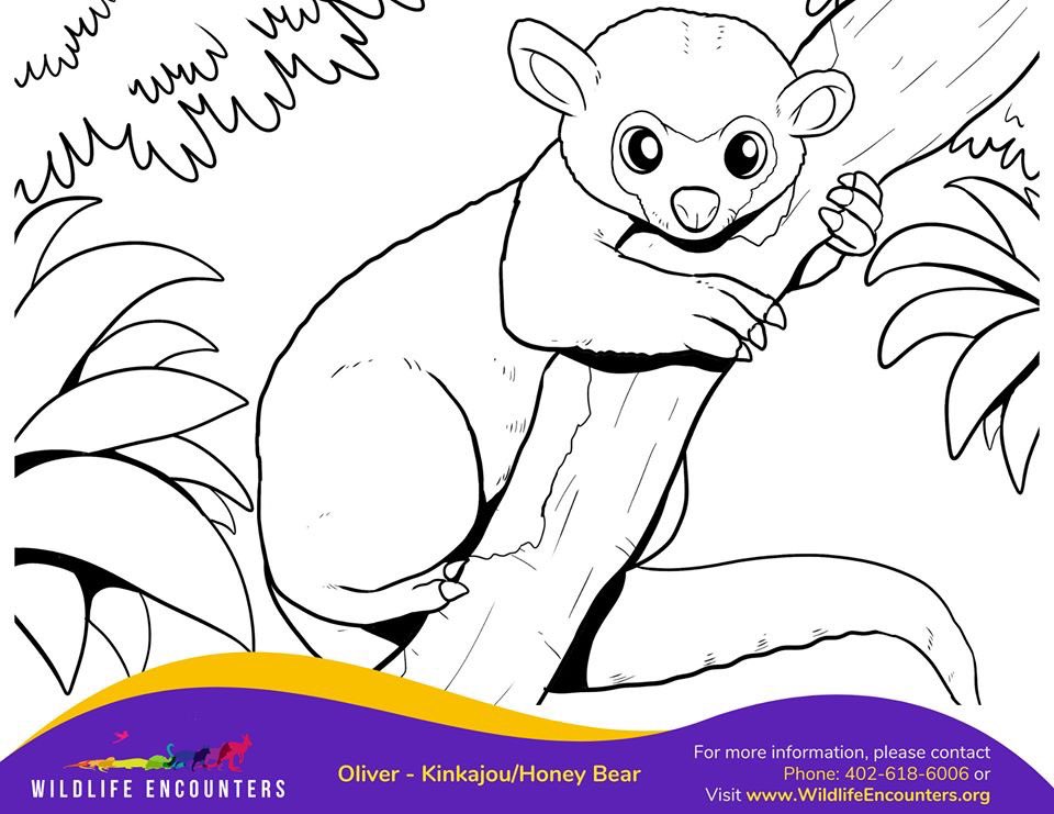 FREE COLORING BOOK!  Download yours here:
wildlifeencounters.org/coloring-book
Download your favorite page, print and color!  Post/share your favorite colored in pages so we can see your incredible artwork!  WE WANT TO SEE THEM!
🖍 🎨 ✍️ 🐊 🐢 🦜