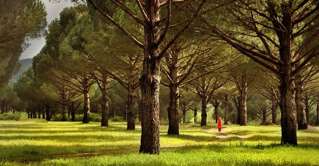 Bergama'da Türkiye’deki en kaliteli 8 bin 882 adet fıstık çamı kesilecek!
ajansbakircay.com/cevre/bergama-…