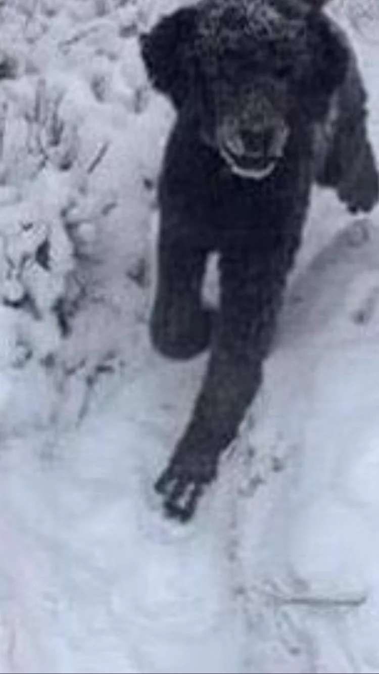 @CPAKO999 まともに見たら足がおかしいんでこれは犬！ですね！(?) 