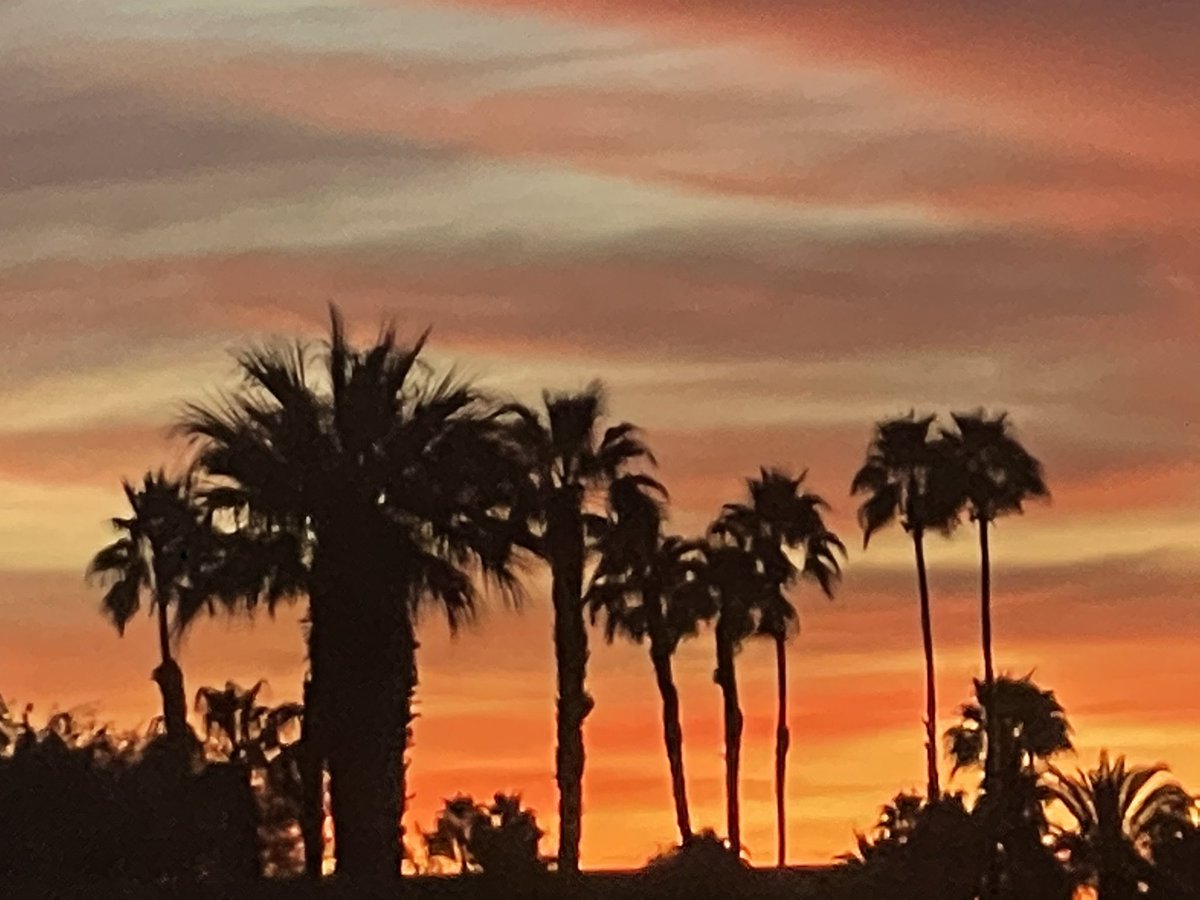 #palmtrees during #sunrise in #PalmSprings in the #CAdesert this morning

Watch The Palm Springs #Linguist YouTube Channel youtube.com/channel/UCkXf-…