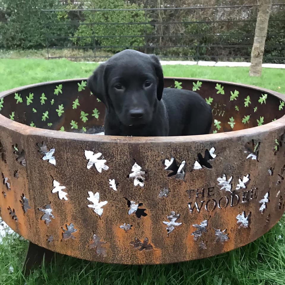 The Woodee tweet media