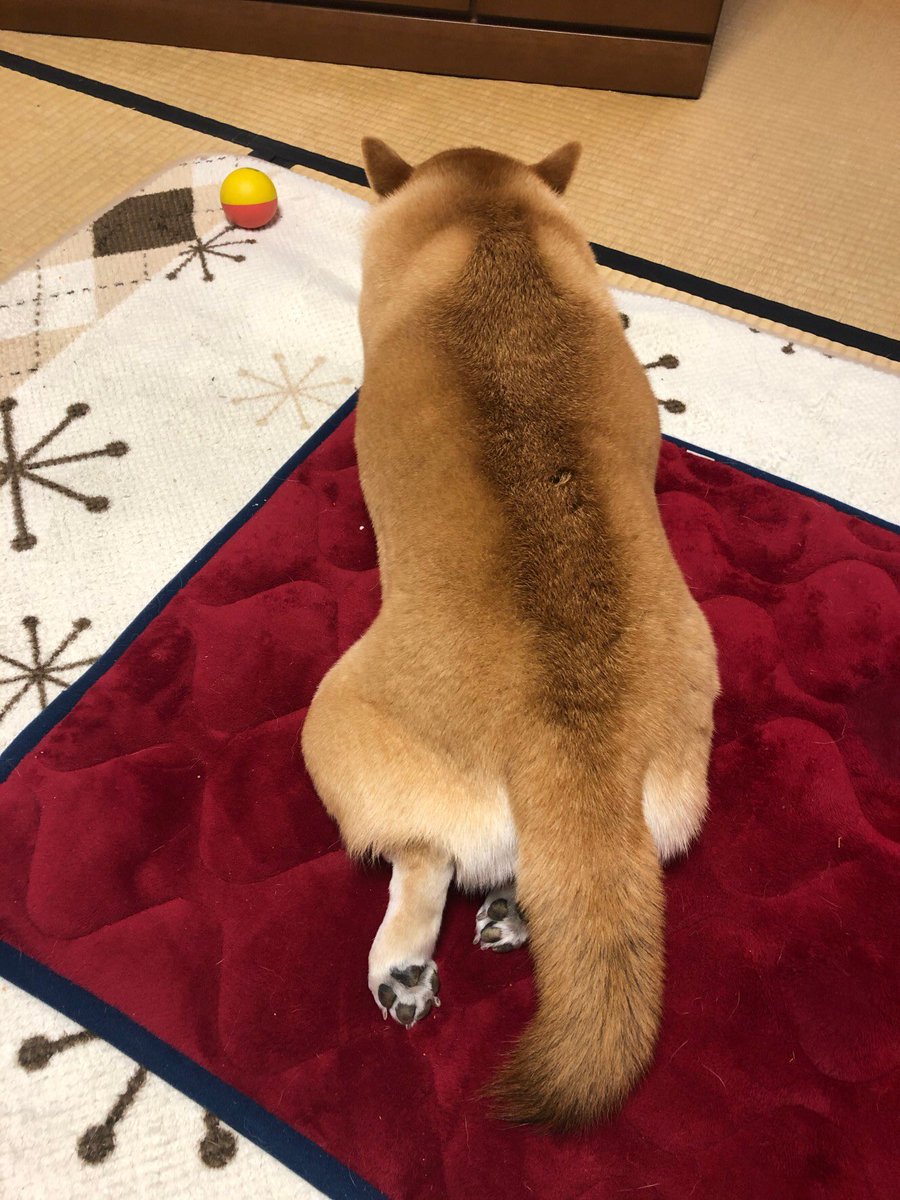 柴犬屋 看板犬こうめ Cassiopeia3618 Twitter