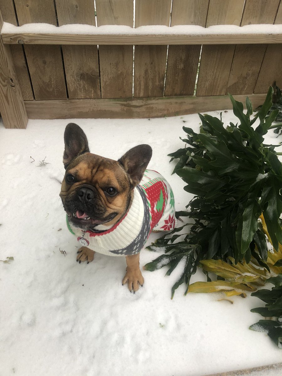 MMears_'s tweet image. This is the best day of her life. #SNOWDAY!!!