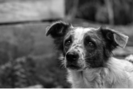 aspbologna.it/inclusione-soc…