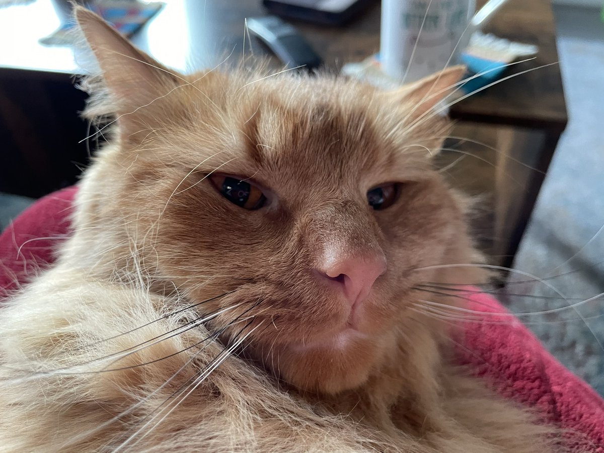 MajorAlice_CO's tweet photo. The look I got on my face right before I decided to run around the house. #MajortheCat #MajorandAlicetheCats #floof #CatsOfTwitter #AdoptDontShop #catsrule #felinedomination https://t.co/KYiLUTc3Ob