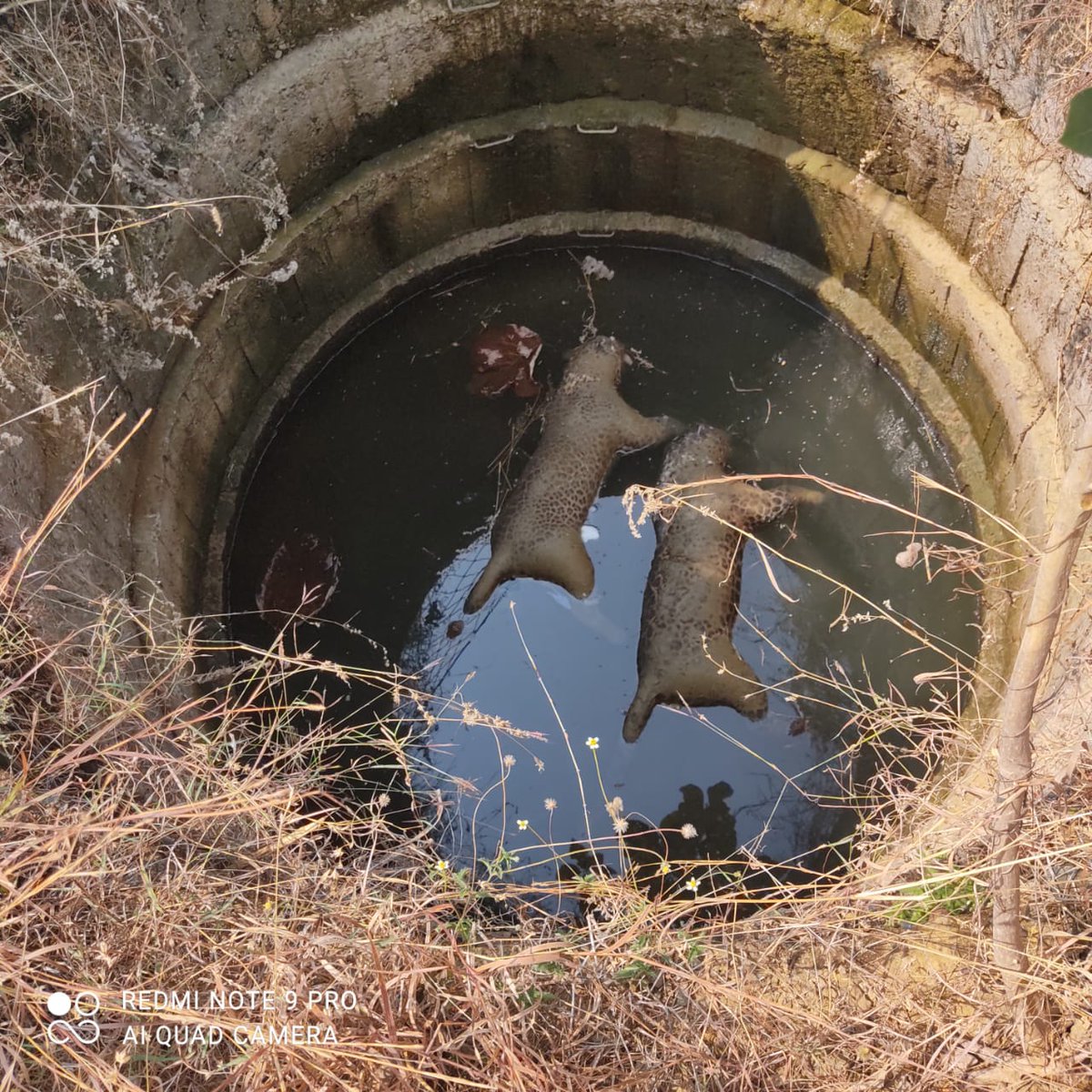 Vijay Pinjarkar (@vijayp091) on Twitter photo A day ahead of mega NTCA meet in Nagpur, another #shocking crime against #wildlife in #Bhandara. 2 #leopards #poisoned and dumped in farm well. Nails missing. <a href="/uddhavthackeray/">Uddhav Thackeray</a> <a href="/AUThackeray/">Aaditya Thackeray</a> <a href="/SanjayDRathods/">Sanjay Rathod</a> <a href="/ntca_india/">National Tiger Conservation Authority</a> <a href="/SunilWarrier1/">Sunil Warrier</a> <a href="/RandeepHooda/">Randeep Hooda</a> <a href="/MahaForest/">Maha Forest Official</a> <a href="/moefcc/">MoEF&CC</a> <a href="/Parinayfuke/">Dr. Parinay Fuke</a> A day ahead of mega NTCA meet in Nagpur, another #shocking crime against #wildlife in #Bhandara. 2 #leopards #poisoned and dumped in farm well. Nails missing. <a href="/uddhavthackeray/">Uddhav Thackeray</a> <a href="/AUThackeray/">Aaditya Thackeray</a> <a href="/SanjayDRathods/">Sanjay Rathod</a> <a href="/ntca_india/">National Tiger Conservation Authority</a> <a href="/SunilWarrier1/">Sunil Warrier</a> <a href="/RandeepHooda/">Randeep Hooda</a> <a href="/MahaForest/">Maha Forest Official</a> <a href="/moefcc/">MoEF&CC</a> <a href="/Parinayfuke/">Dr. Parinay Fuke</a>