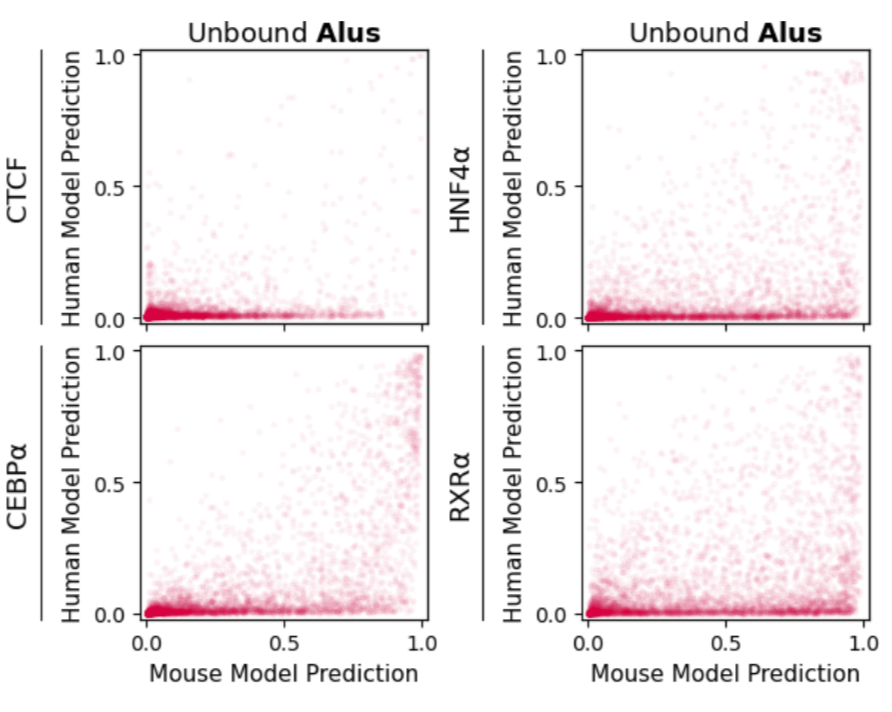 We found that one major source of false-positive predictions is species-specific repeats. Simply put, an NN trained with mouse data has never seen primate-specific repeats, and makes lots of false-positive predictions in the ~1 million Alu elements on the human genome. 4/n
