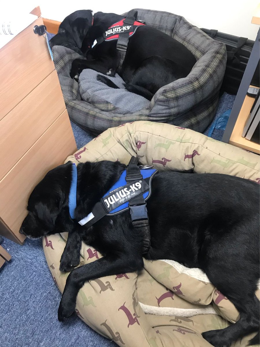 First day at the officer has proved too tough for the new Chief Cuddle Officer and the new Chief Belly-Rub Officer! 🐶🐶