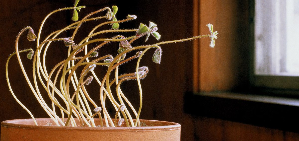 Waking up like the wild grass (this could be many things...bed head, plants waking up straining towards the sun which is the source of their warmth and sustenance, morning dew tears that developed after a long night, etc)+