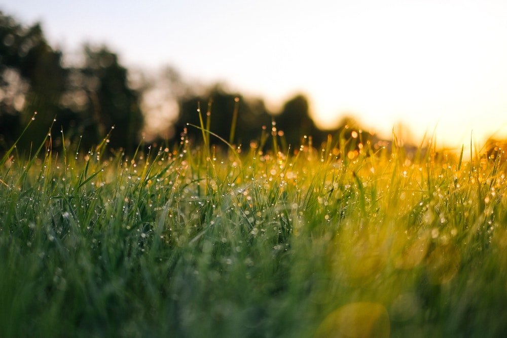 Waking up like the wild grass (this could be many things...bed head, plants waking up straining towards the sun which is the source of their warmth and sustenance, morning dew tears that developed after a long night, etc)+