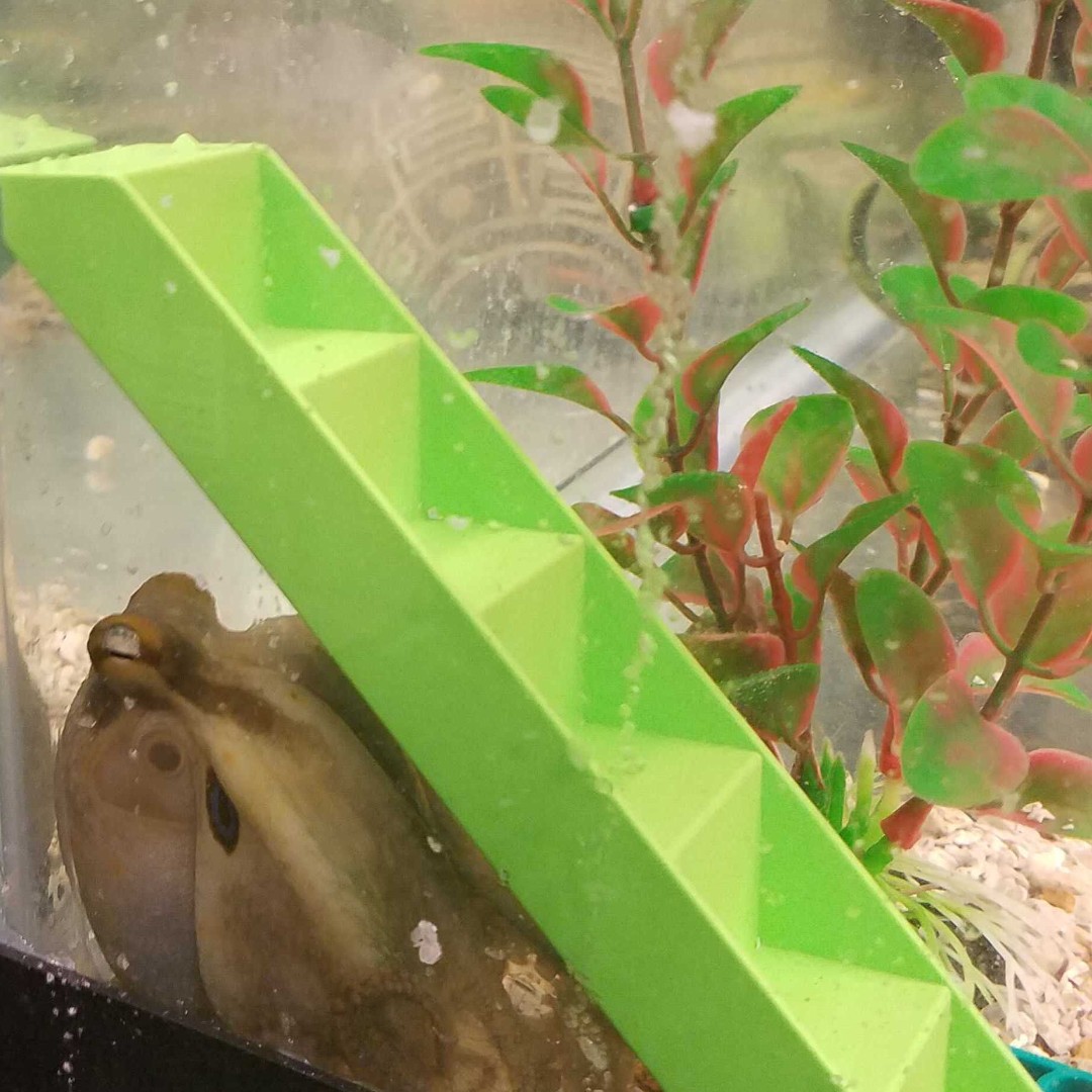 Hide and go seek! Or maybe our octo is just worried about getting wet 
#octopus #enrichment #veryimportantscience