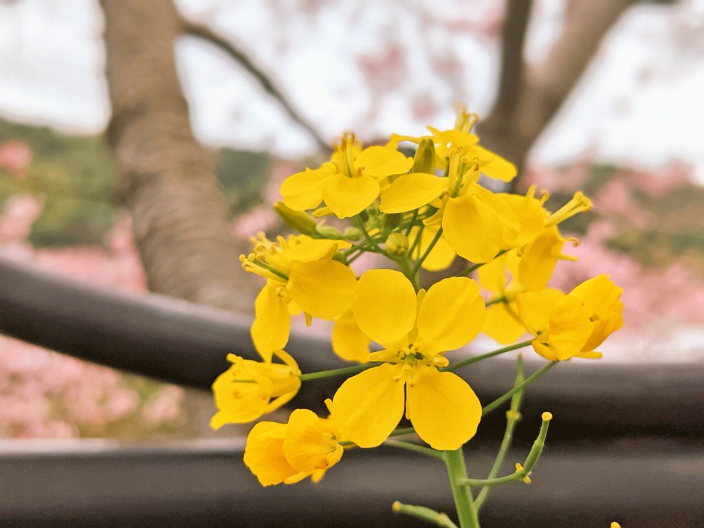 1lovdisney's tweet photo. 桜の季節だよね〜

人が多かったらやめようと思ったのですが、行ってみたらあまり人がいなかったので少しだけ撮ってみました。川沿い満開ですごくキレイだったよ。

自粛などを始め、不安やストレスが溜まってる人ま多いと思いますので少しでも穏やかな気持ちになれることを願っています。 https://t.co/7jfNfC4dUF