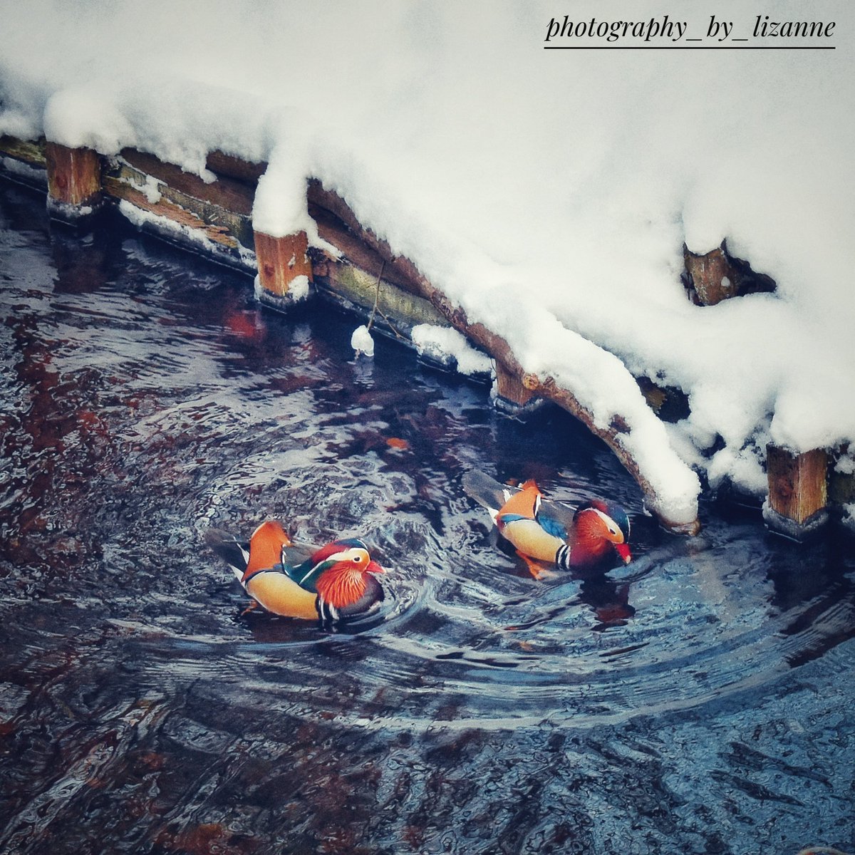 lizanneraphael's tweet photo. "There you are! Can you believe this crazy weather?! Lana says the lake's frozen. I say we should've stayed home but no, everyone wanted to come out for a swim today. They want peace and quiet they say, hah! Anyway, what were you doing in that little nook?"

"Hiding from you." https://t.co/d6IuHvfoOV