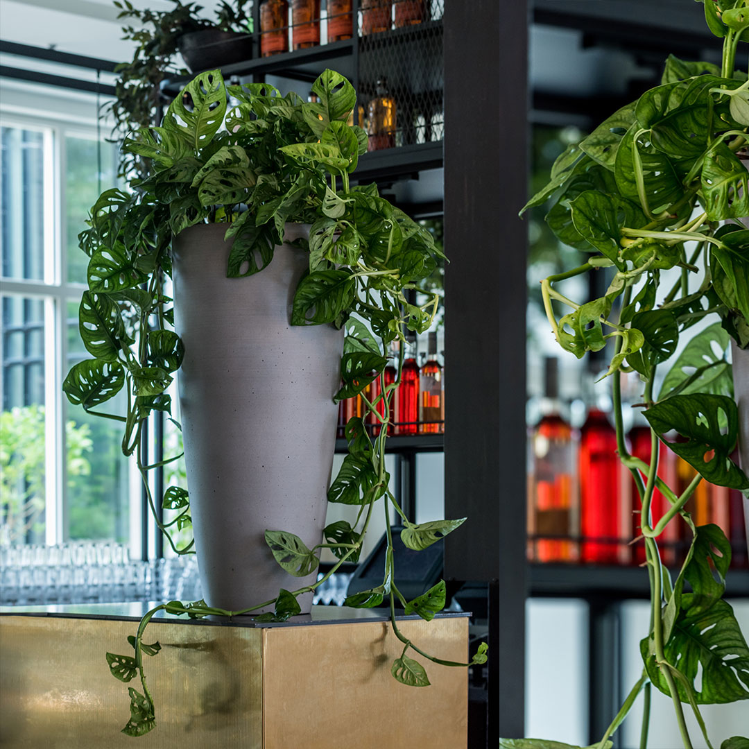 potterypots's tweet photo. The perfect match, our Refined Dax, clouded Grey in combination with a hanging monstera!
⠀
Enjoy your #monsteramonday ! ⠀

#potterypots #monstera #planter #refined #interiordesignerslife #potsandplants #designerplanters #crazyplantlady #dutchdesign https://t.co/6cYVkM7ToN