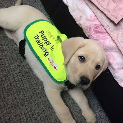 irishguidedogs's tweet photo. Pupdate: Uma

We spoke to Puppy Raiser Niamh Hayes who told us "Uma is doing well. He is settled in nicely into our home and gets on well with pet dog Kai who helped him ease into the change of a new home and environment."

#ChangingLives https://t.co/LO91qzpDM3
