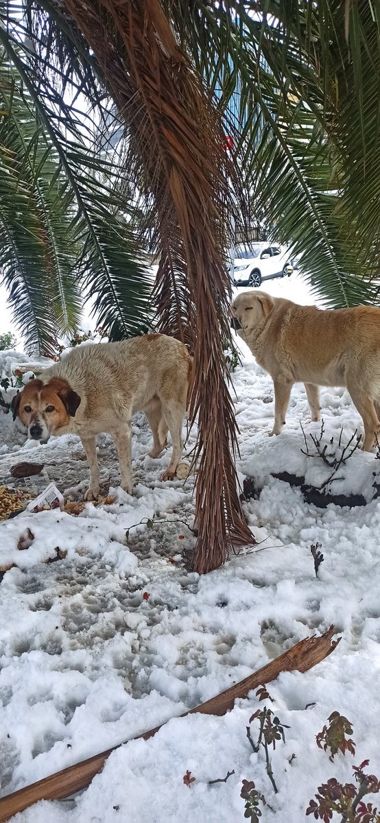 4 günlük mamam kaldı arkadaşlar.Kar yağışıyla birlikte elimdeki stoklar tükenme noktasına geldi.
Profilimdeki linkten bana 1 kilo bile olsa mama gönderebilir misiniz? Rt ederek daha cok kişinin görüp bana bağış yapmasına vesile olabilirsiniz