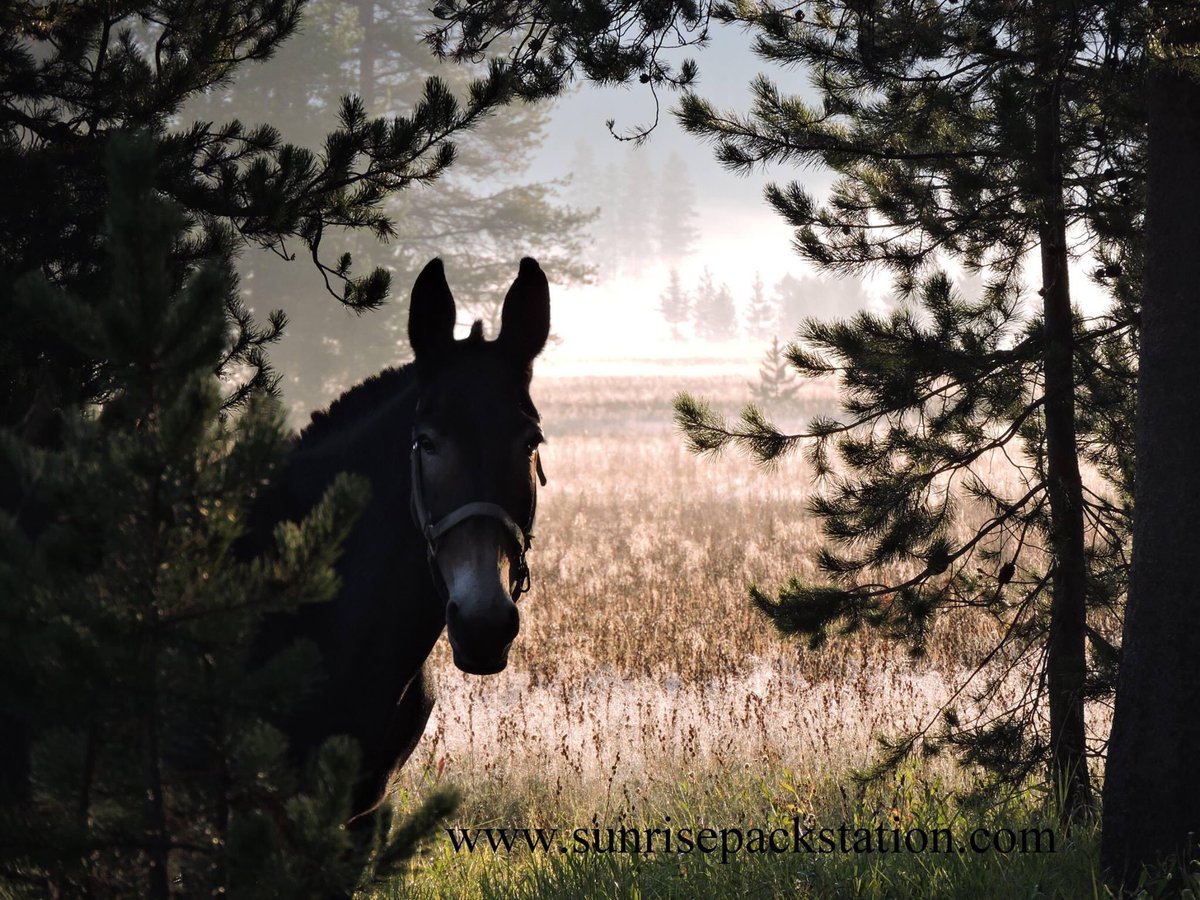 We are hiring a wrangler and a cook for our pack team! See our job listing, tap FB link. We are hiring for the 2021 summer season! #mule #packtrip #longears #nowhiring #cook #wrangler #summer2021 #outdoorjob #adventure #yellowstonejobs #horsejob #packteam #summerwork #summerjob