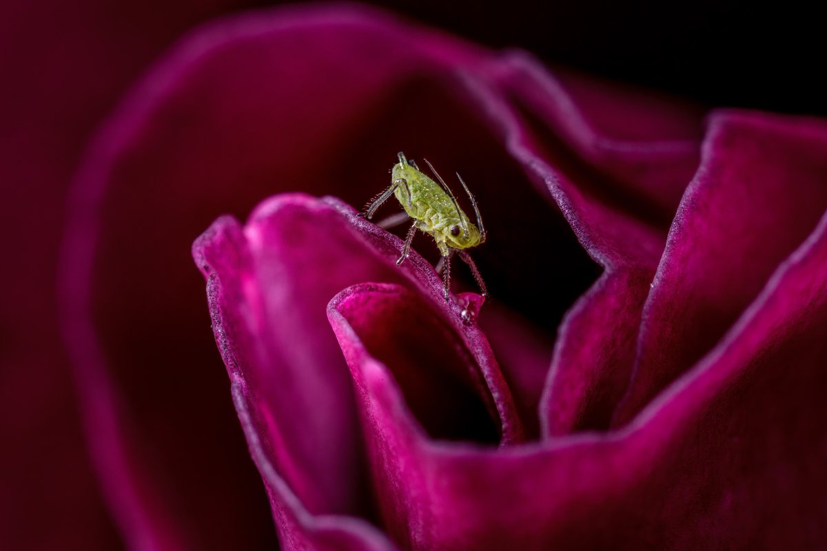 The #Aphid Special Interest Group returns online on 15/16 April, all are welcome.

Register for free &amp; submit a presentation abstract:
royensoc.co.uk/meeting/aphid-…

#aphids #aphidology #hemiptera #insects #entomology #greenfly
📷 Tim Crabb, rose aphid.