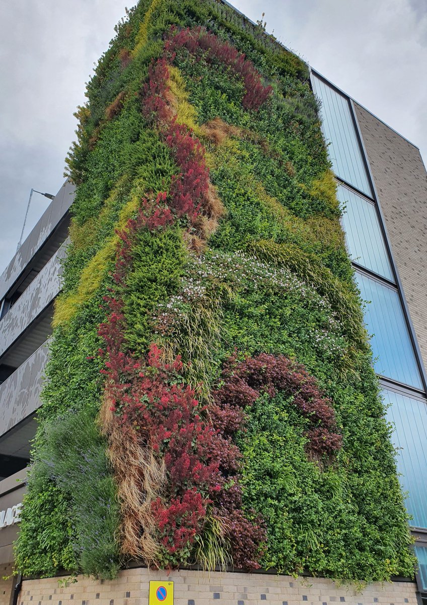 It's green wall day, here's one we did in Horsham, West Sussex, on a new multistory car park. Great green infrastructure. 

#greenwallday #greenwall #livingwall #Vertology #greeninfrastructure #urbangreening #verticalgreening #verticalgardens #biodiversity #biophilia